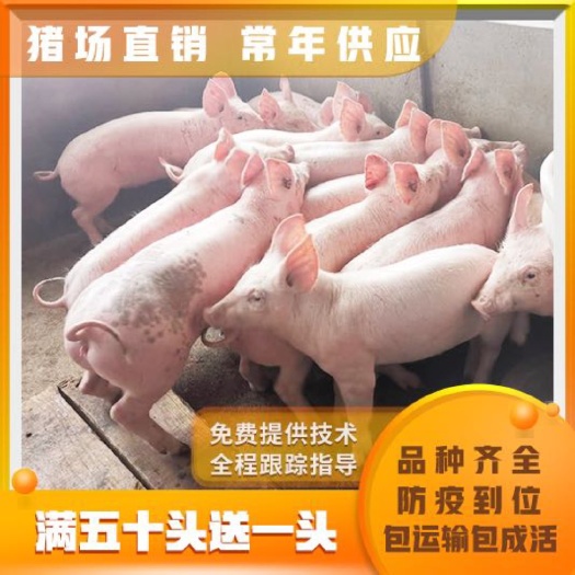 潍坊三元仔猪价格 四川猪苗多少钱 包运输