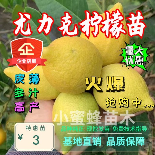 平邑县 尤力克柠檬苗 现挖现发 根系发达易成活 当年结果 包品种