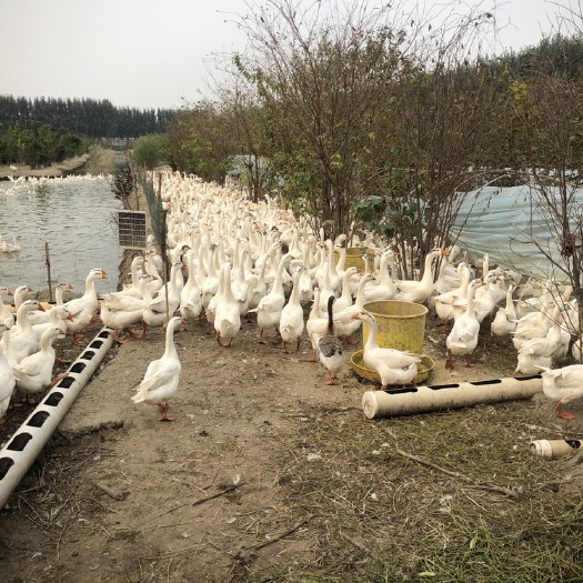 唐山大白鹅 8-10斤 统货 全散养 