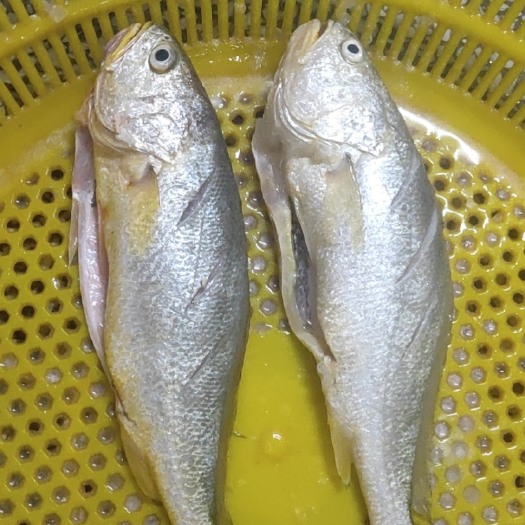 广州小黄鱼  开背大黄鱼规格250-300克/条，可清蒸/香煎