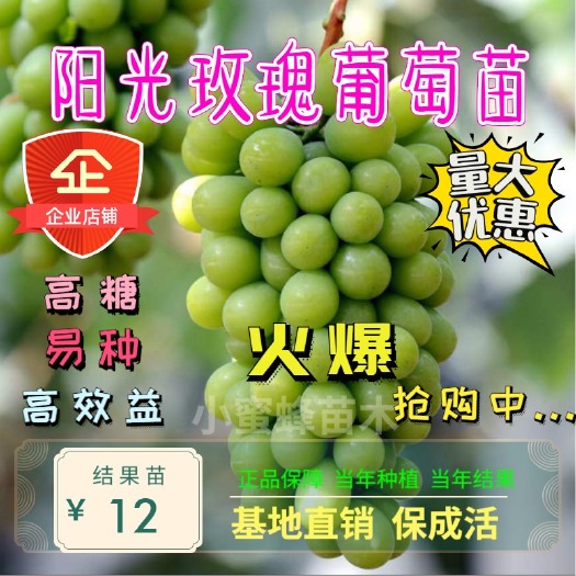 平邑县 阳光玫瑰葡萄苗 根系发达易成活 当年结果 现挖发货 包品种