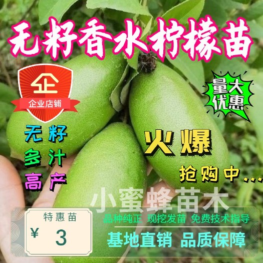 平邑县 无籽香水柠檬苗 果皮清甜 香气浓郁 品种好效益高 现挖发货