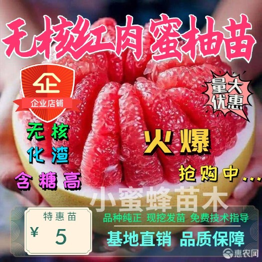 平邑县 无核红肉蜜柚苗 无核含糖量高 产量高好管理 包品种保成活