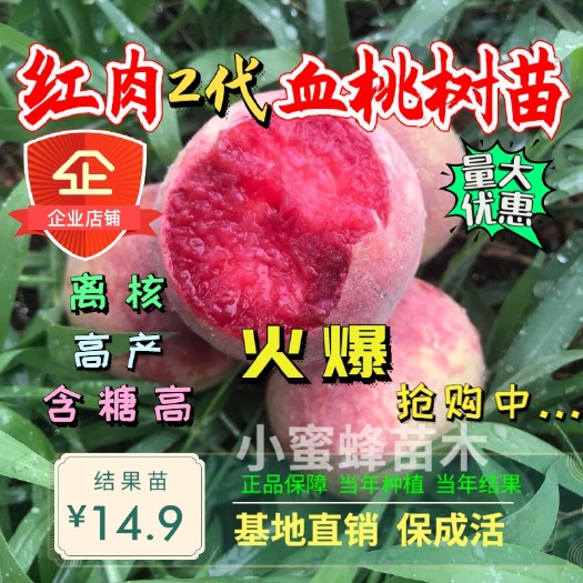 平邑县 红肉2代血桃苗 含糖量高 耐储存 根系发达易成活 当年结果