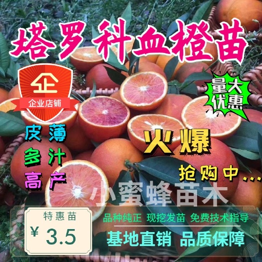 平邑县 塔罗科血橙苗 皮薄多汁含糖量高 沾泥浆发货 成活率高 包品种