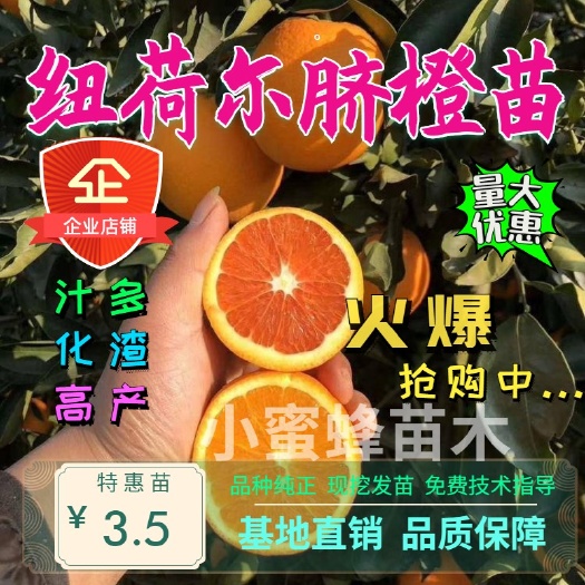 平邑县 纽荷尔脐橙苗 甘甜多汁 高产好管理 当年结果 量大优惠