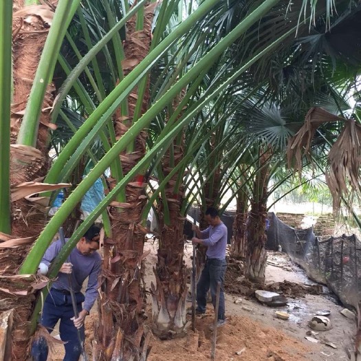 漳州棕榈树  2米高蒲葵价格 漳州精品蒲葵种植基地批发 重庆蒲葵价格 现货