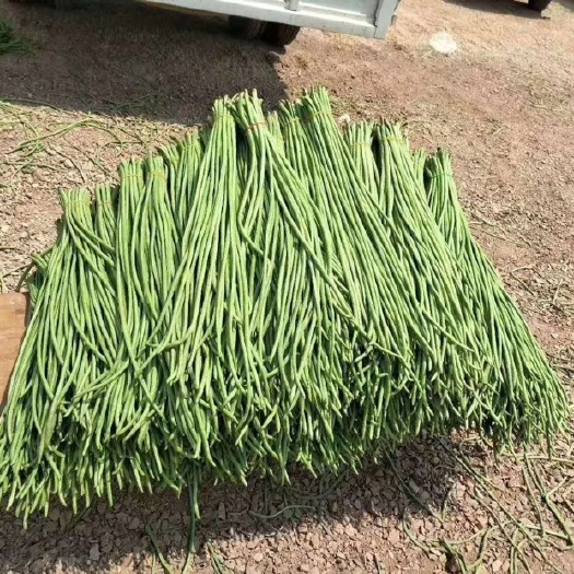 勐腊县 长豇豆