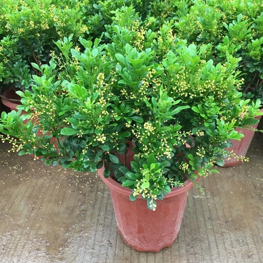 米兰盆栽苗 芳香浓郁 驱蚊子 雅气十足 室内花卉精品 米兰花