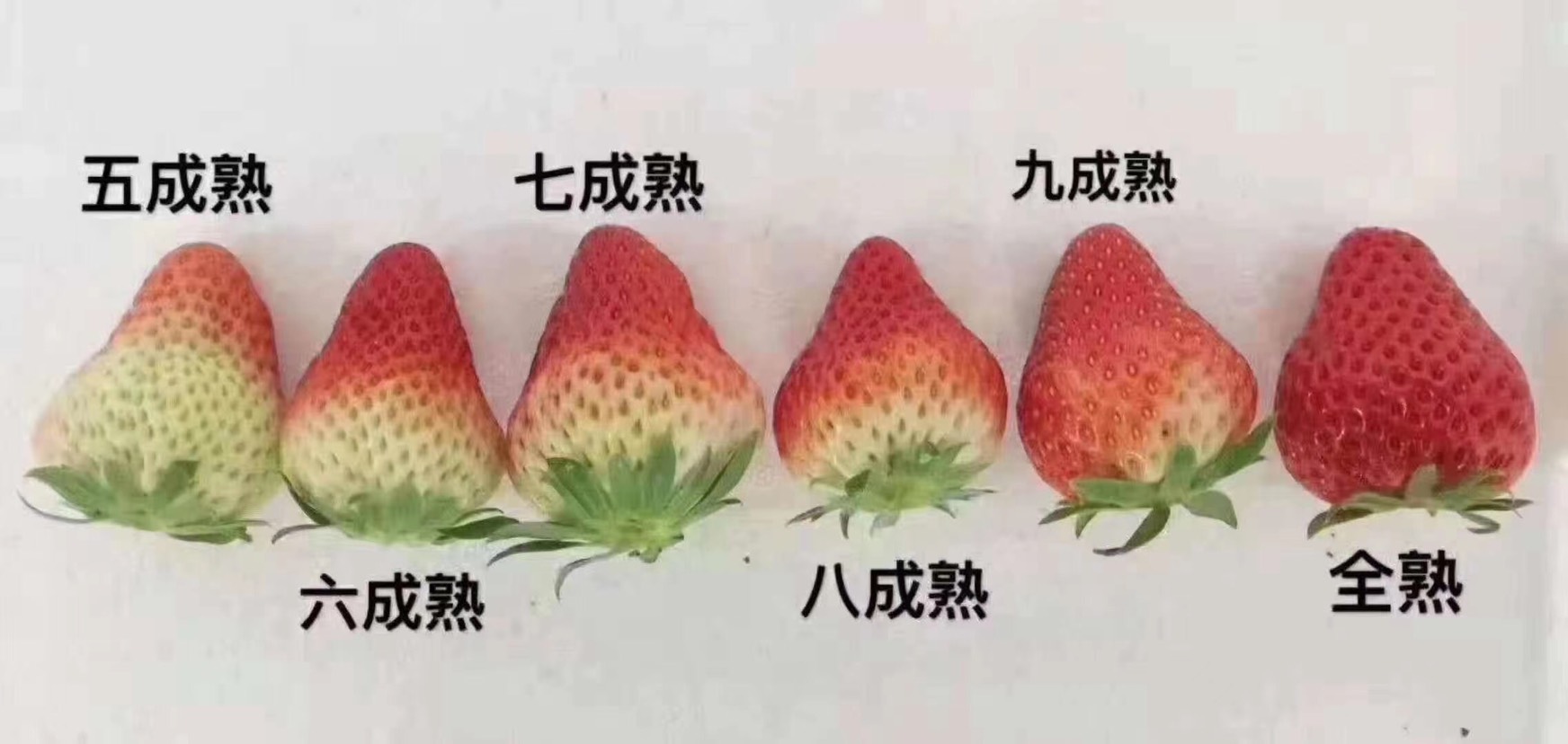 甜查理草莓  草莓产地直销 甜查理 宁玉 欢迎老板实地验收