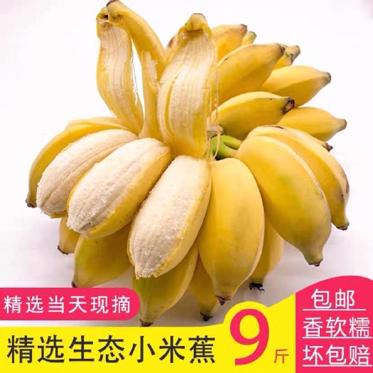 南宁 【自然熟】广西香蕉 小米蕉 小鸡蕉 当季新鲜水果酸甜bana