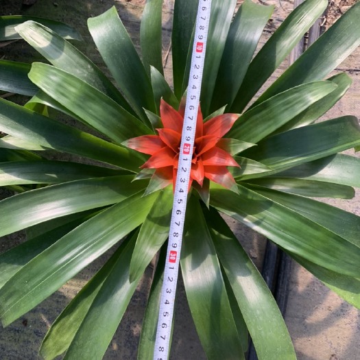丹尼斯盆栽  红星凤梨又名（丹尼斯）（鸿运当头）基地直销诚信经营 货供全国