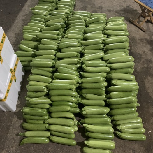 淄博绿皮西葫芦 精品西葫芦产地直销