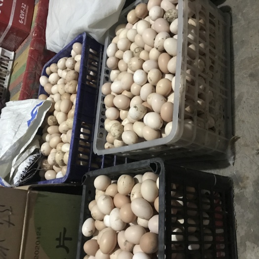 徐州 天然营养品，正宗散养土鸡蛋，