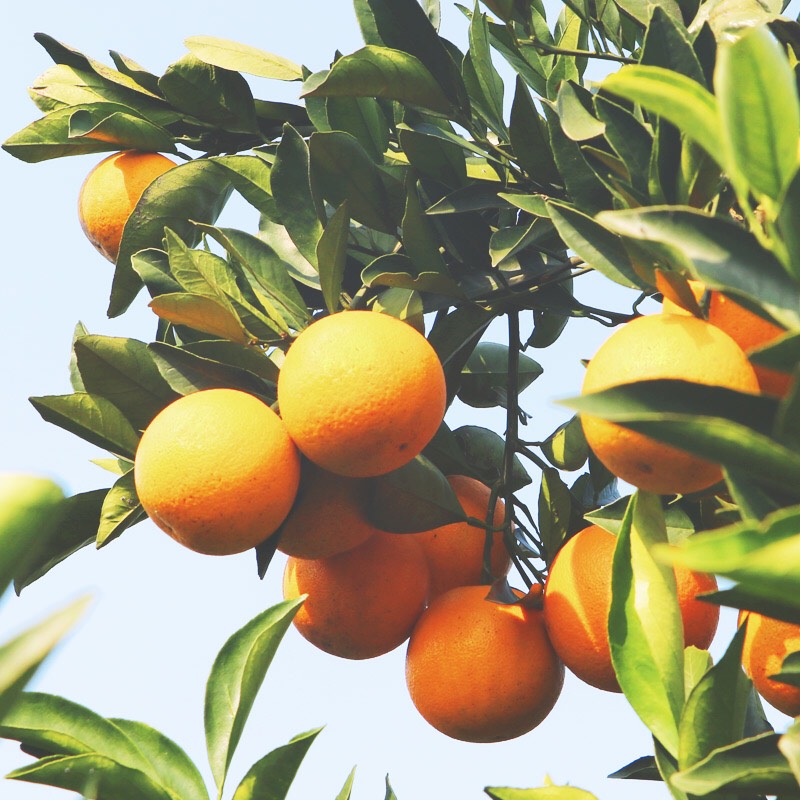 麻阳冰糖橙  产地直供  鲜甜多汁  正宗冰糖橙