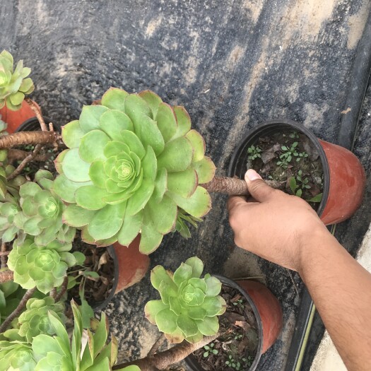 沈阳多肉法师 清棚  价格到底
