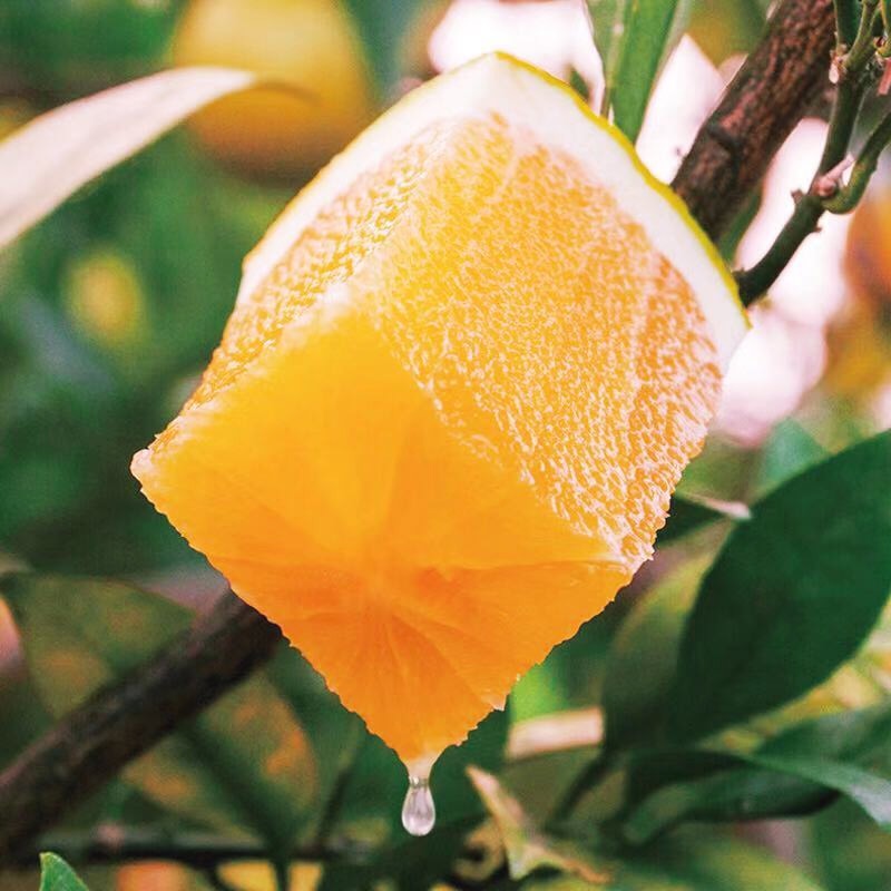 麻阳冰糖橙  产地直供  鲜甜多汁  正宗冰糖橙