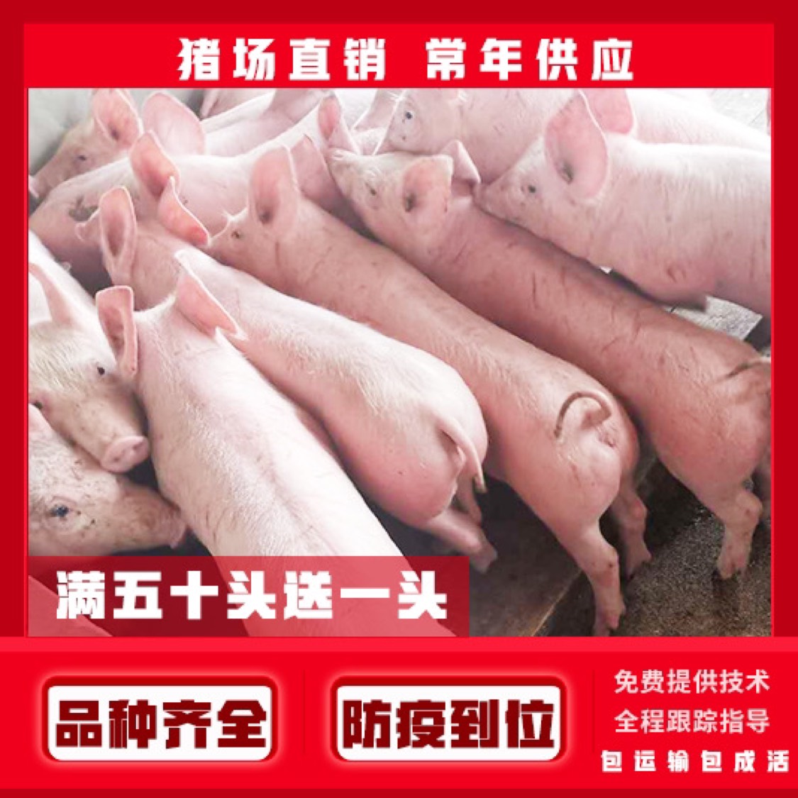 桃源县湖南猪苗价格，三元仔猪价格多少钱，包疫苗