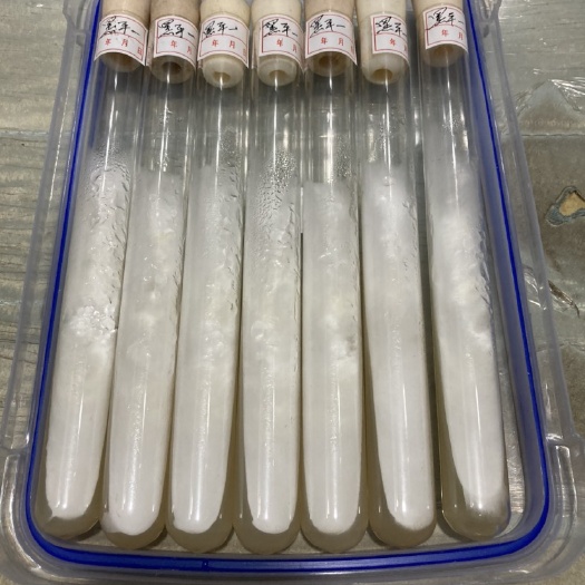 新宾县平菇菌种  黑平一号，早春，晚秋主要品种。出菇2-32度
