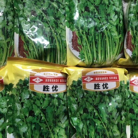 寿光市香菜种子 适应性强 植株鲜嫩 味道清香 品质超群