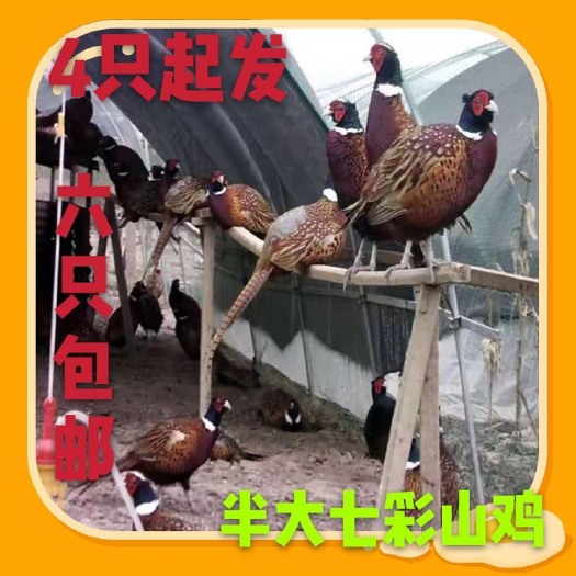 南宁1斤3两重左右七彩山鸡苗  山鸡苗包打疫苗 提供技术包路损