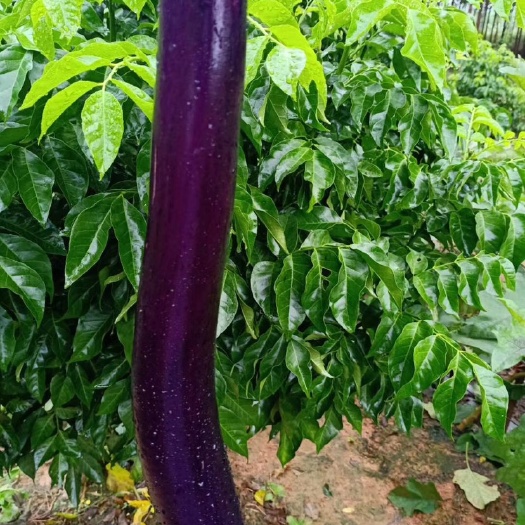 南宁 自己种植的8亩茄子出售