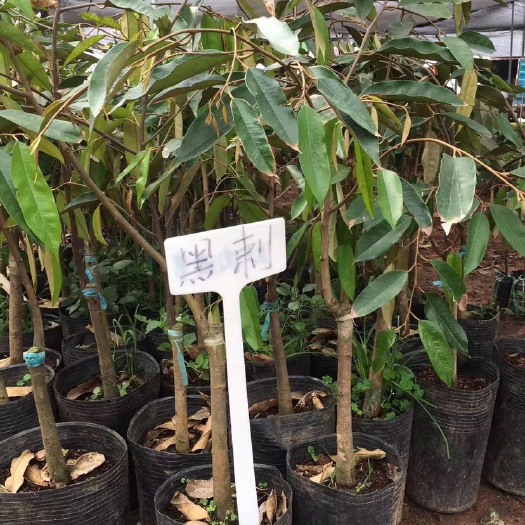 灵山县黑刺榴莲苗 黑刺￼￼￼￼￼￼￼￼榴莲苗￼