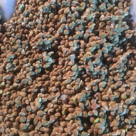 江门酸橘种子 大量种子上水，白皮，烘干