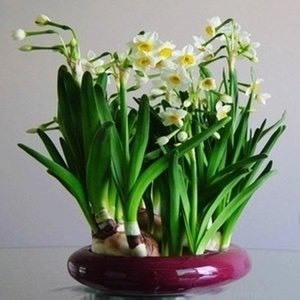 滁州水仙花种球现货