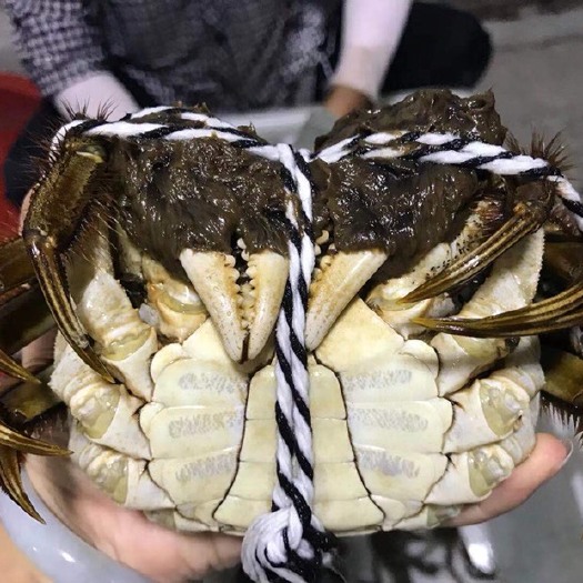 苏州阳澄湖镇镇大闸蟹外贸公蟹