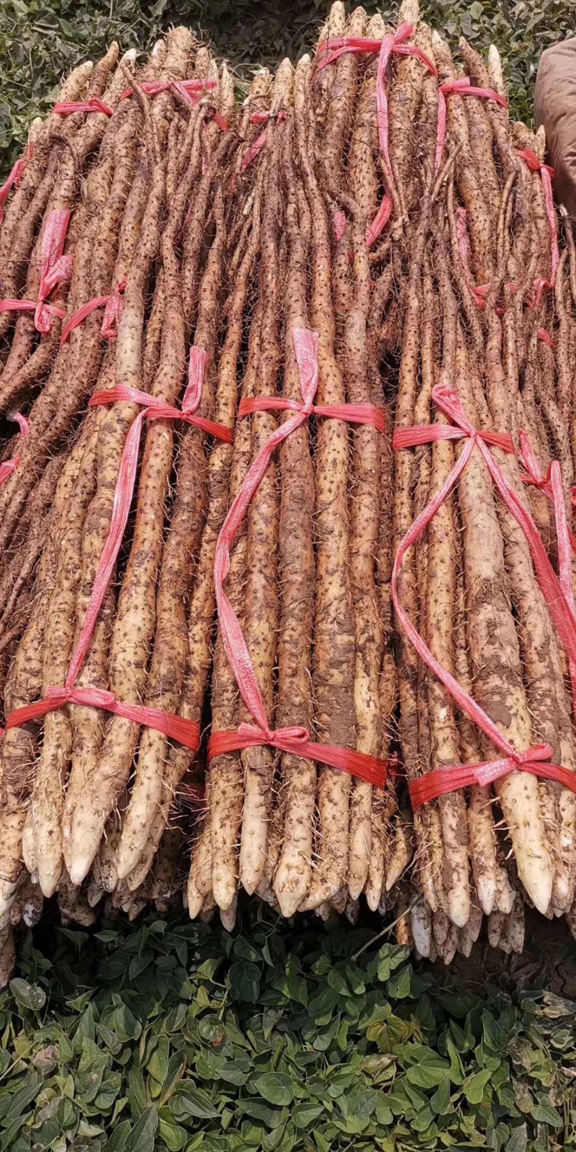 河南焦作温县铁棍山药 自家种植保证正宗 手挑粗细