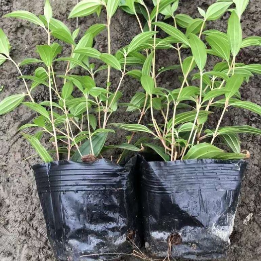 成都 巴西牡丹，16杯巴西牡丹基地，巴西牡丹工程苗
