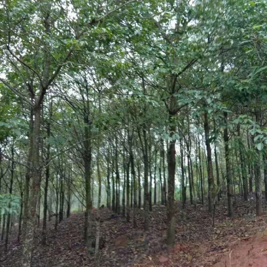 南宁秋枫树  山岭种植，没有土球的，还有扁桃树5公分，一起要更加优惠