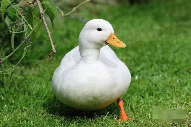 南宁 柯尔鸭苗