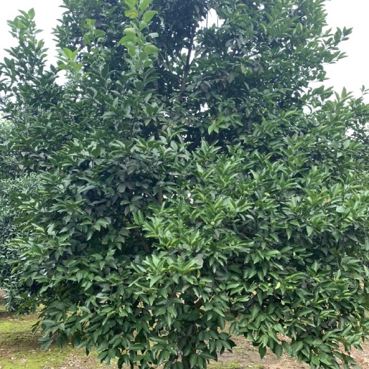 沅江市香橼树  10-12公分香泡，香橼大量现货