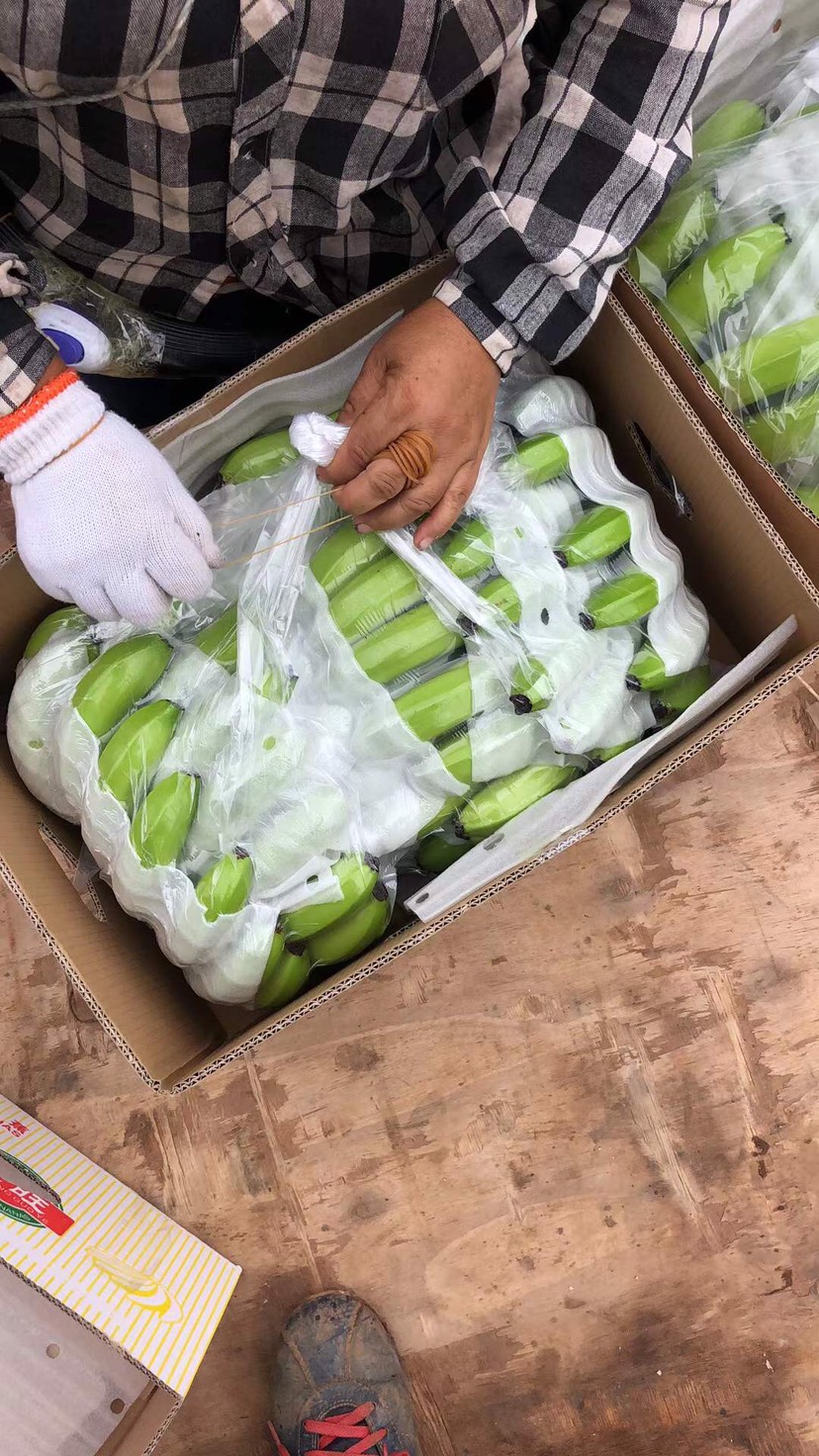 河口瑶族自治县云南红河香蕉  云南香蕉 香蕉 优质香蕉  西贡蕉 常年供应