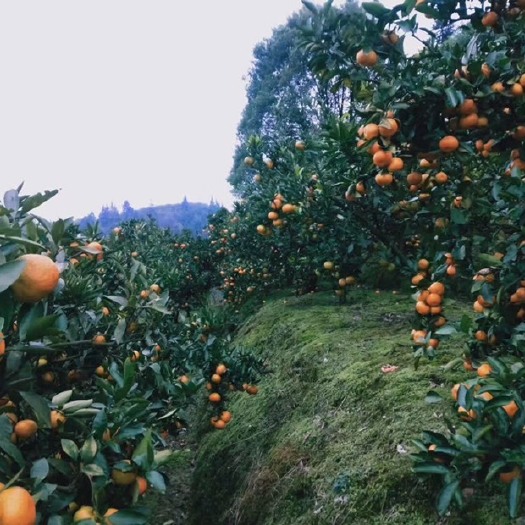 石门县石门蜜橘 