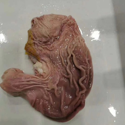 郑州 阿根廷4115猪肚，圆肚