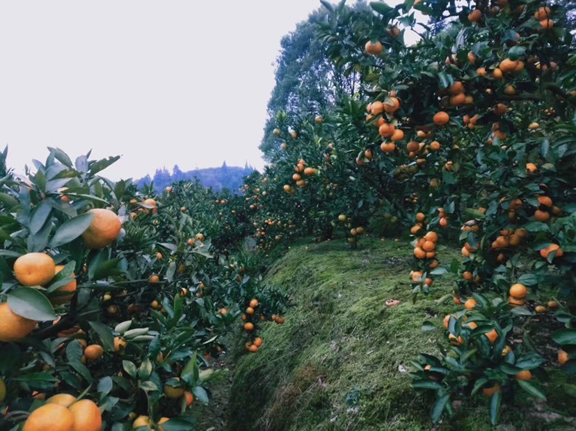 石门蜜橘 