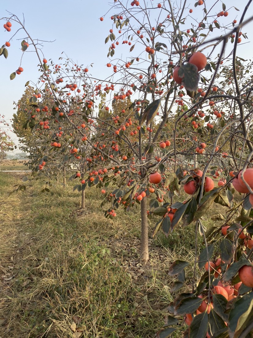 批发零售火晶柿子超甜一线采购保证质量