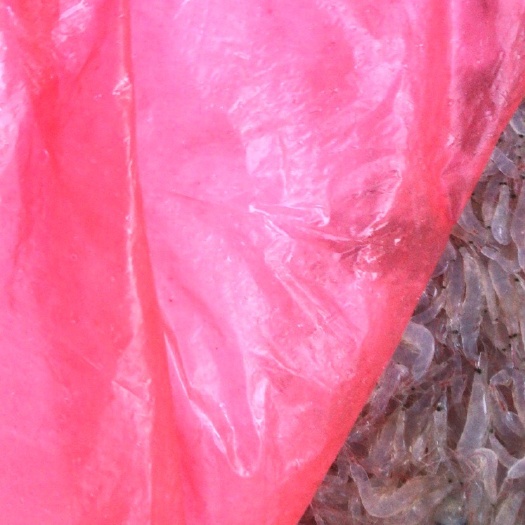 苍南县白米虾  新鲜虾米，价格实时更新。