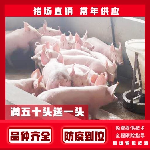 通渭县【甘肃猪苗多少钱】三元仔猪价格，包运输
