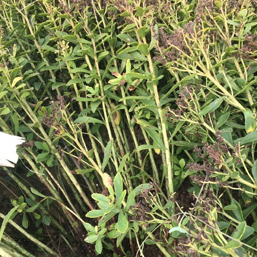 阳谷县救心菜  养心菜，老苗能加工成打粉