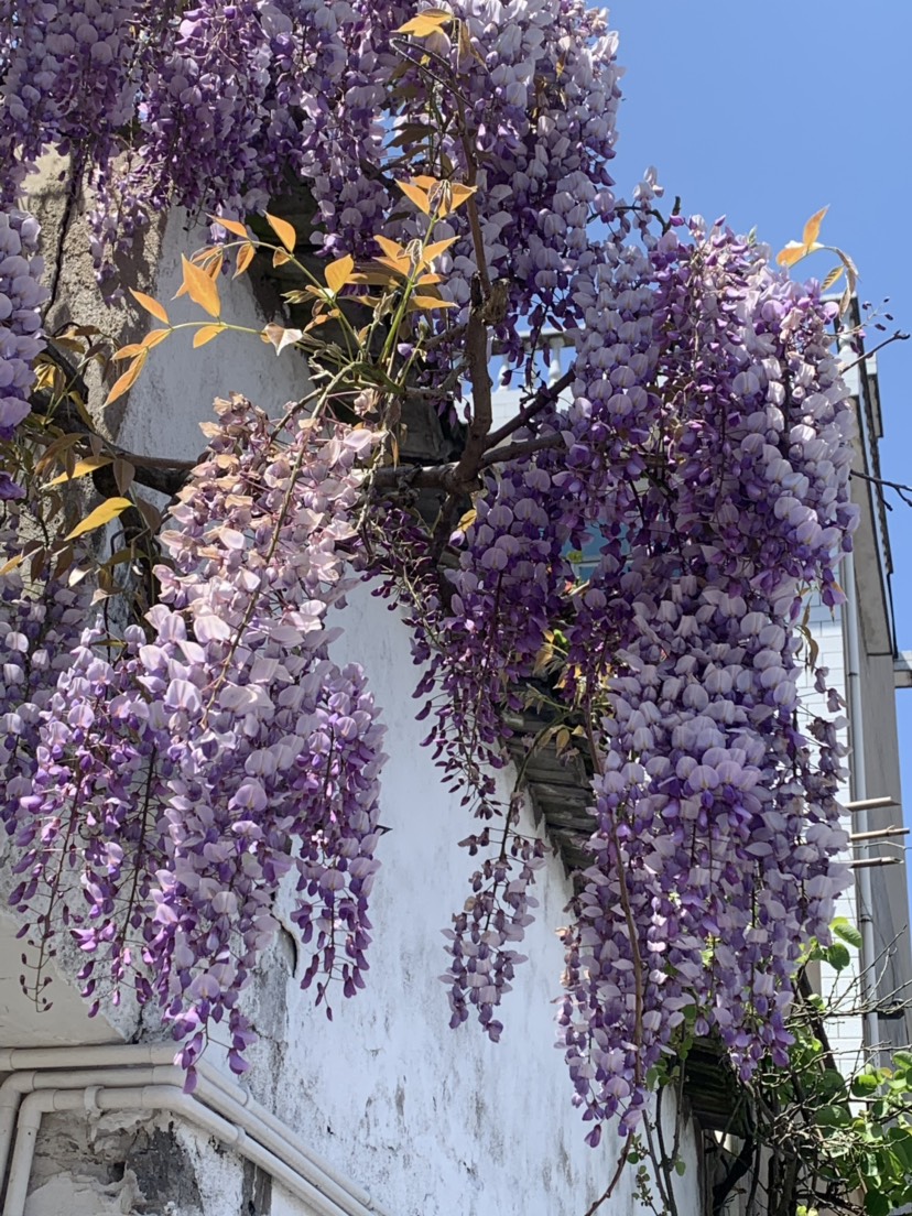 多花紫藤  紫藤小苗