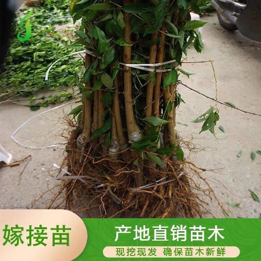苍溪县蜂糖李树苗 蜂糖李苗，李子苗，脱骨李苗