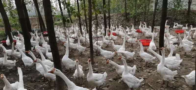  大白鹅（5一6）