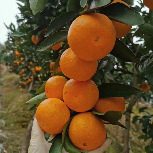 临海市涌泉蜜桔 自家涌泉蜜橘已上市   可分销