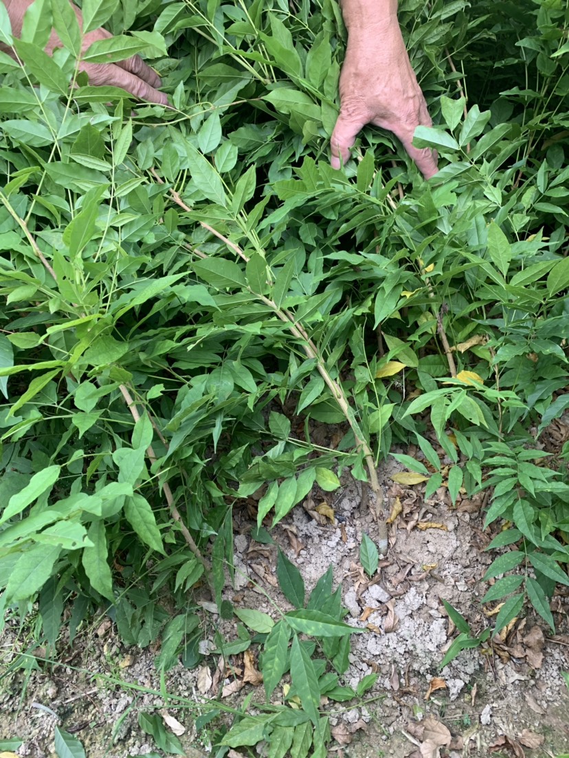 多花紫藤  紫藤小苗