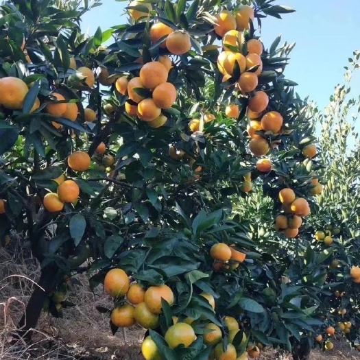 临海市涌泉蜜桔