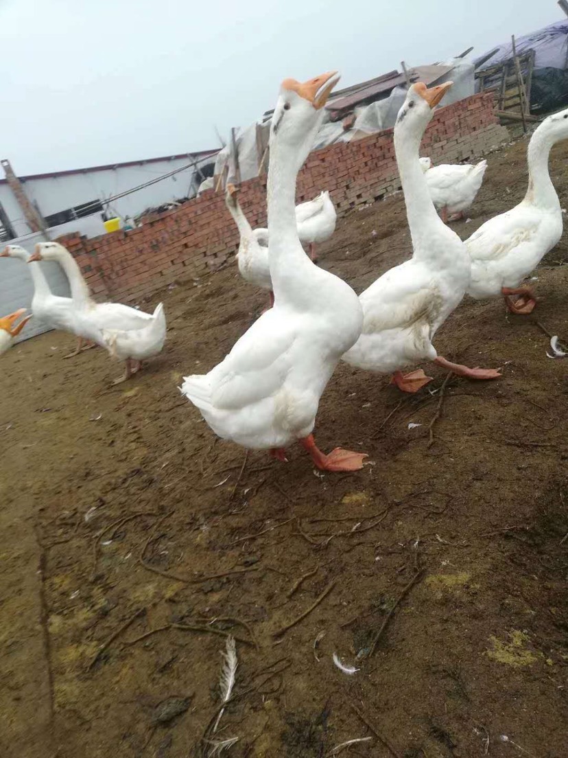  大白鹅（5一6）